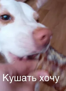 🌟 emoji Монаха и Чарулька Telegram sticker 12 of 18