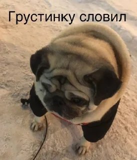 🌟 emoji Монаха и Чарулька Telegram sticker 18 of 18