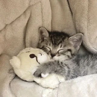 😴 emoji котеки🐾😍 @lixqwsi_ll Telegram sticker 17 of 47