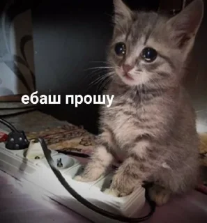 Sticker from котеки