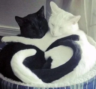 Lovecats sticker 1