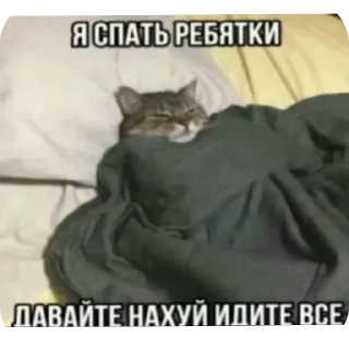 🐱 emoji яйко Telegram sticker 21 of 33