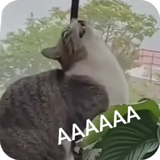 👍 emoji яйко Telegram sticker 2 of 33