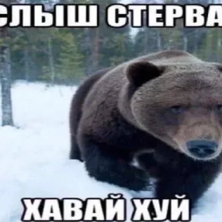 Sticker from эшкере