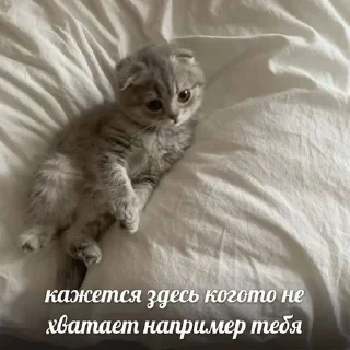 🐈 emoji я люблю тебя Telegram sticker 23 of 53