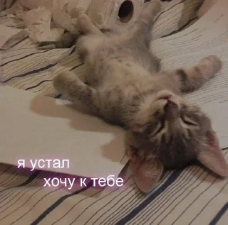 🐈 emoji я люблю тебя Telegram sticker 9 of 53