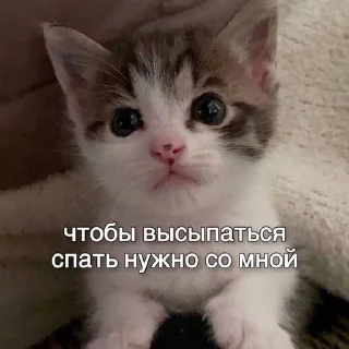 🐈 emoji я люблю тебя Telegram sticker 18 of 53