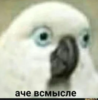Sticker from Шо ты ?