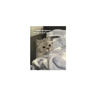 Sticker from ♤ А сРаТь МнЕ ♤