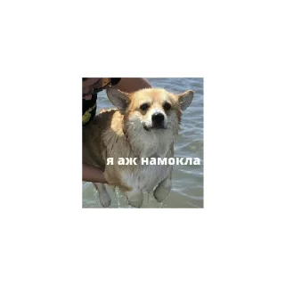 Sticker from ♤ А сРаТь МнЕ ♤