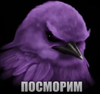 🌟 emoji Птички от @SIRRKA1 (1/2 часть если надо 2 пишите) Telegram sticker 20 of 120