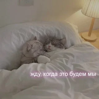 Sticker from Котики и шалости