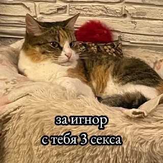 Sticker from Котики и шалости