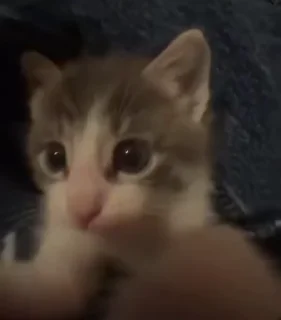 Sticker from 🍓