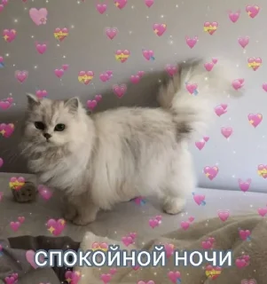 Sticker from спкнч🤍дбрутр💗