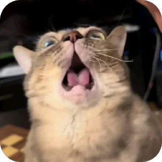 Silly Kitty @SoyBite sticker 4