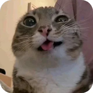 Silly Kitty @SoyBite sticker 1