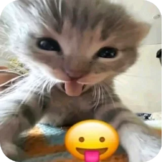 Silly Kitty @SoyBite sticker 3