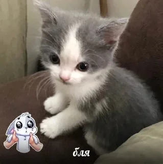 😭 emoji котики мяумяумяу!! Telegram sticker 7 of 19