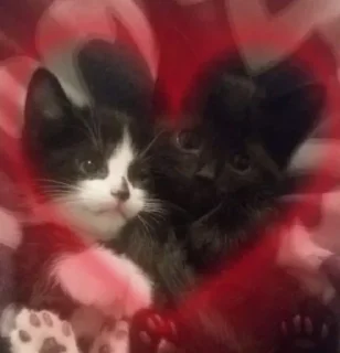 💗 emoji котики мяумяумяу!! Telegram sticker 4 of 19