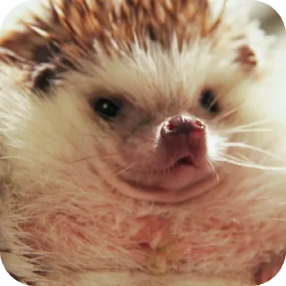 🐱 emoji Vpn Telegram sticker 12 of 57