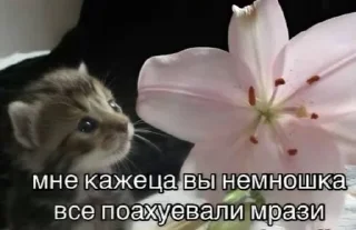Sticker from щовэл