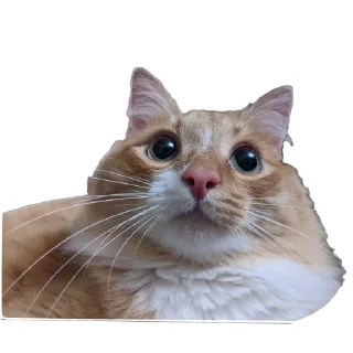 Sticker from Коты