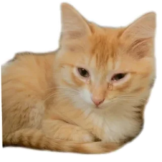Sticker from Коты