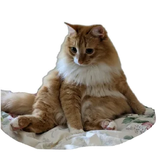 Sticker from Коты