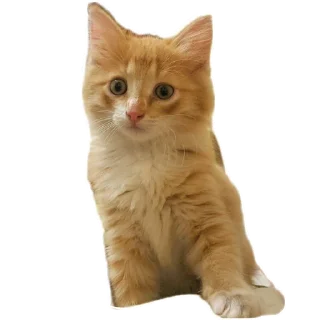 Sticker from Коты