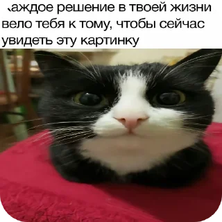 🐱 emoji Стики Telegram sticker 15 of 22