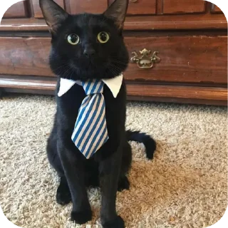 🐱 emoji Стики Telegram sticker 18 of 22