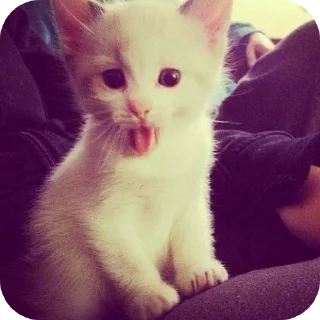 🐱 emoji Стики Telegram sticker 10 of 22