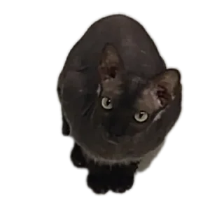Sticker from Всеми любимый Саймон