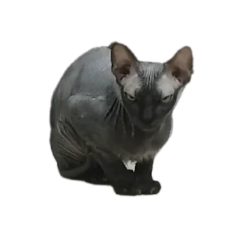 Sticker from Всеми любимый Саймон
