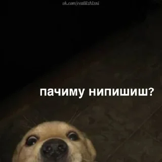 Sticker from Пиздец....