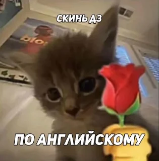 Sticker from Скинь дз