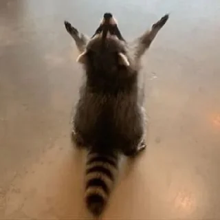 Sticker from raccoon
