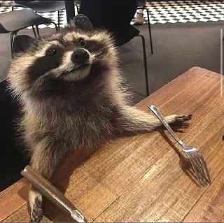 Sticker from raccoon