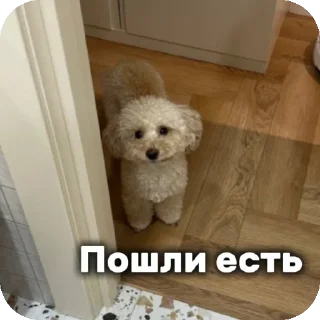 🐶 emoji Дора :@bisa_ios94940 Telegram sticker 1 of 9