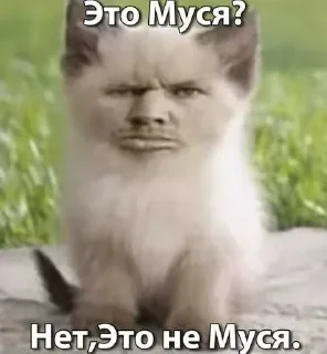 🔥 emoji БОЛЬШЕ ⇨ @CLOOBHUB МУСЯ ЭТО ТЫ СТИКЕРЫ Telegram sticker 5 of 64