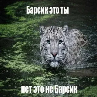 🔥 emoji БОЛЬШЕ ⇨ @CLOOBHUB МУСЯ ЭТО ТЫ СТИКЕРЫ Telegram sticker 12 of 64