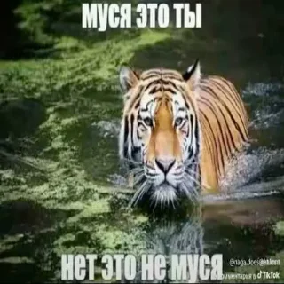 🔥 emoji БОЛЬШЕ ⇨ @CLOOBHUB МУСЯ ЭТО ТЫ СТИКЕРЫ Telegram sticker 13 of 64