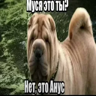 🔥 emoji БОЛЬШЕ ⇨ @CLOOBHUB МУСЯ ЭТО ТЫ СТИКЕРЫ Telegram sticker 20 of 64