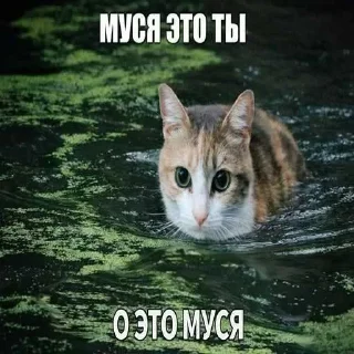 🔥 emoji БОЛЬШЕ ⇨ @CLOOBHUB МУСЯ ЭТО ТЫ СТИКЕРЫ Telegram sticker 6 of 64