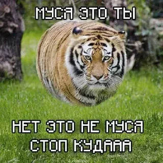 🔥 emoji БОЛЬШЕ ⇨ @CLOOBHUB МУСЯ ЭТО ТЫ СТИКЕРЫ Telegram sticker 19 of 64