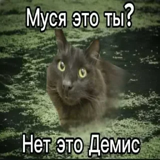 🔥 emoji БОЛЬШЕ ⇨ @CLOOBHUB МУСЯ ЭТО ТЫ СТИКЕРЫ Telegram sticker 22 of 64