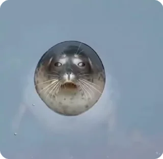 Sticker from SEALS