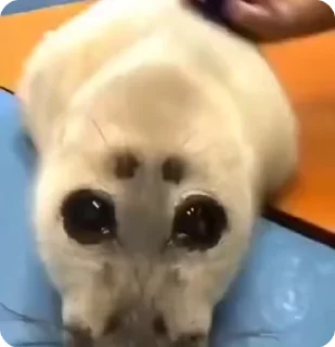 Sticker from SEALS