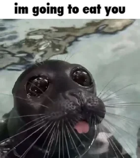 🌟 emoji seals Telegram sticker 19 of 113